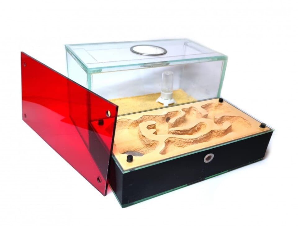 Ant farm formicarium with sand tunnels