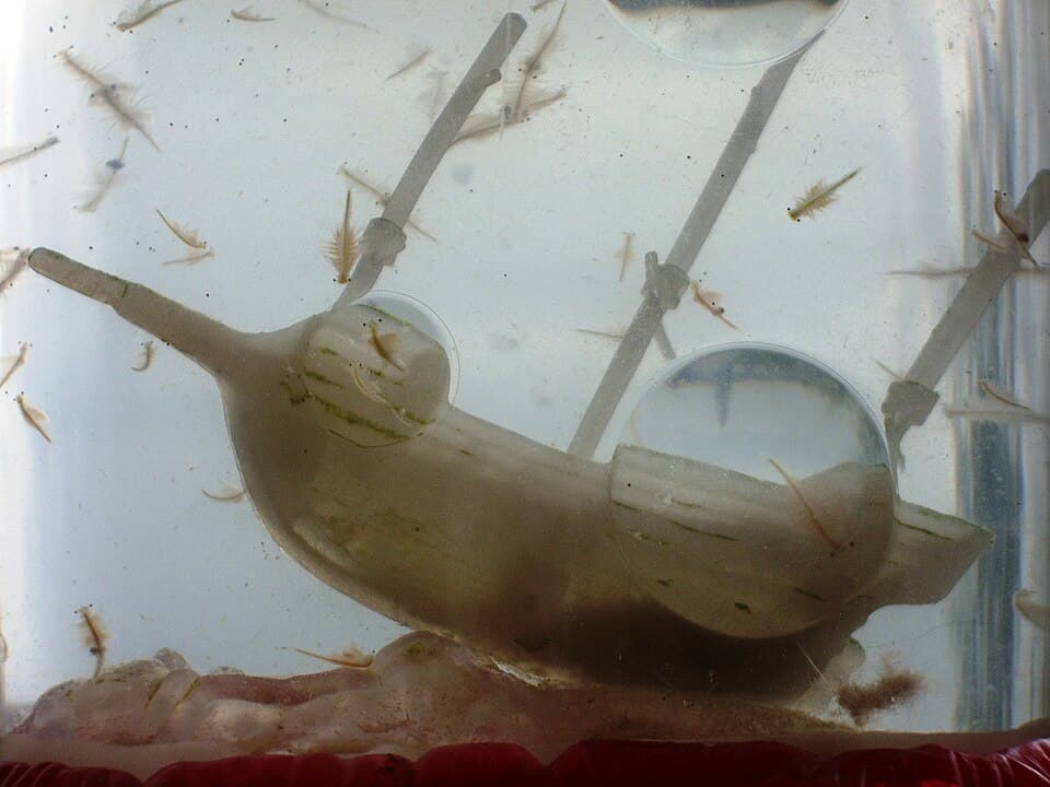 Sea-Monkeys aquarium with hatched brine shrimp