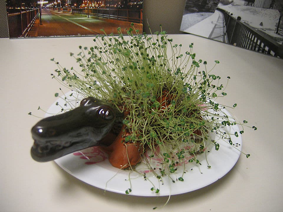 Chia Pet terracotta figurine sprouting chia